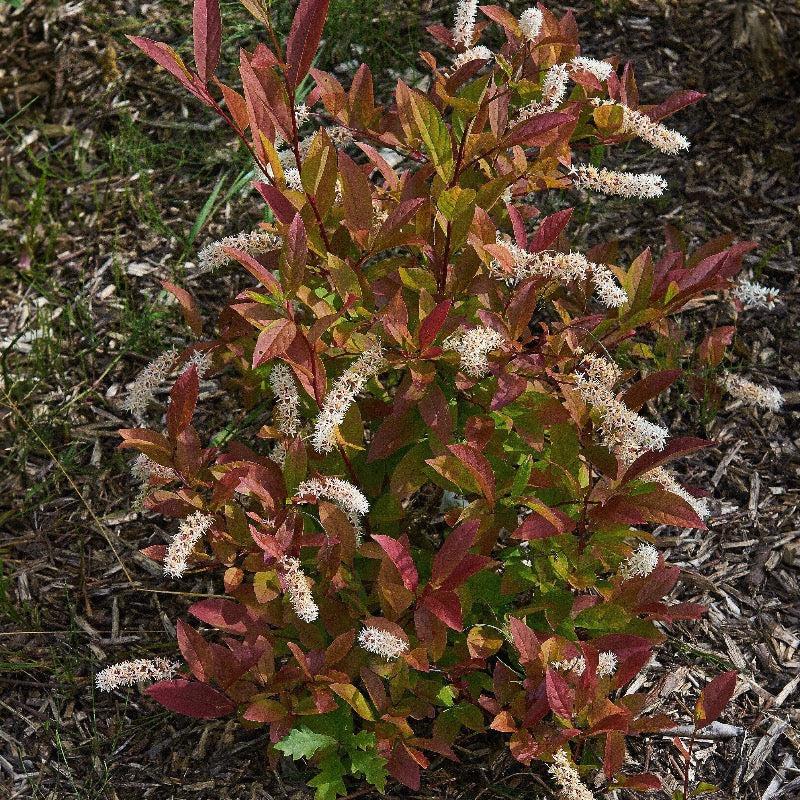 Itea Virginica Henry S Garnet - View 9 from www redcrocus com