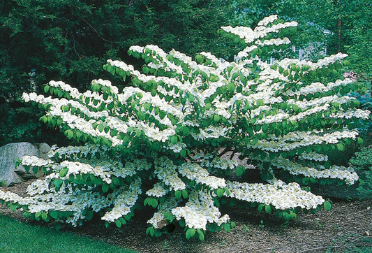 Viburnum Plicatum Var  Tomentosum Shasta - View 10 from www redcrocus com