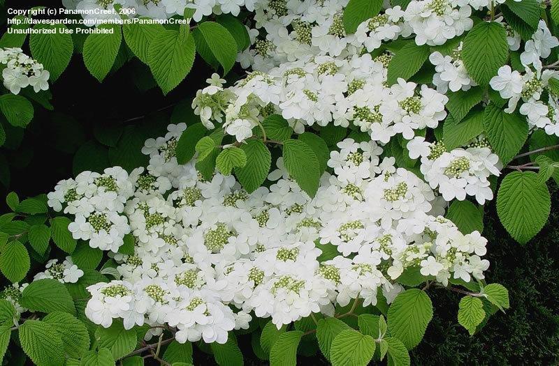 Viburnum Plicatum Var  Tomentosum Shasta - View 11 from www redcrocus com