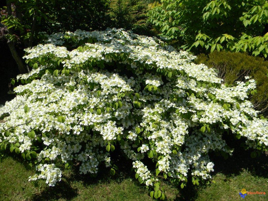 Viburnum Plicatum Var  Tomentosum Shasta - View 18 from www redcrocus com