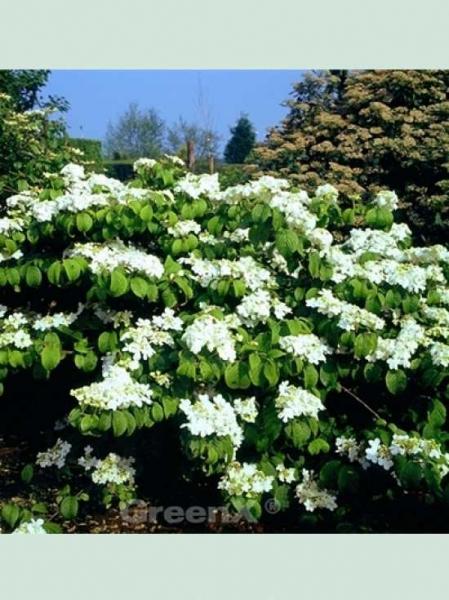 Viburnum Plicatum Var  Tomentosum Shasta - View 3 from www redcrocus com