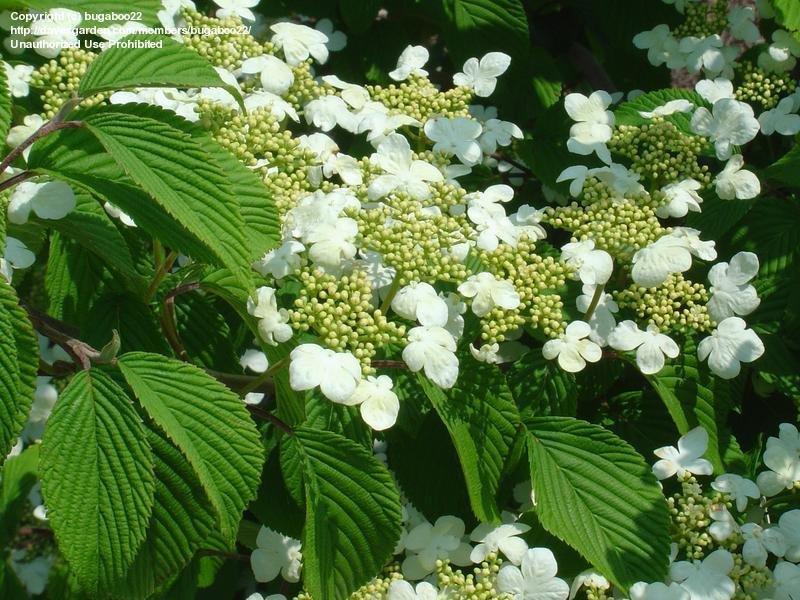 Viburnum Plicatum Var  Tomentosum Shasta - View 4 from www redcrocus com