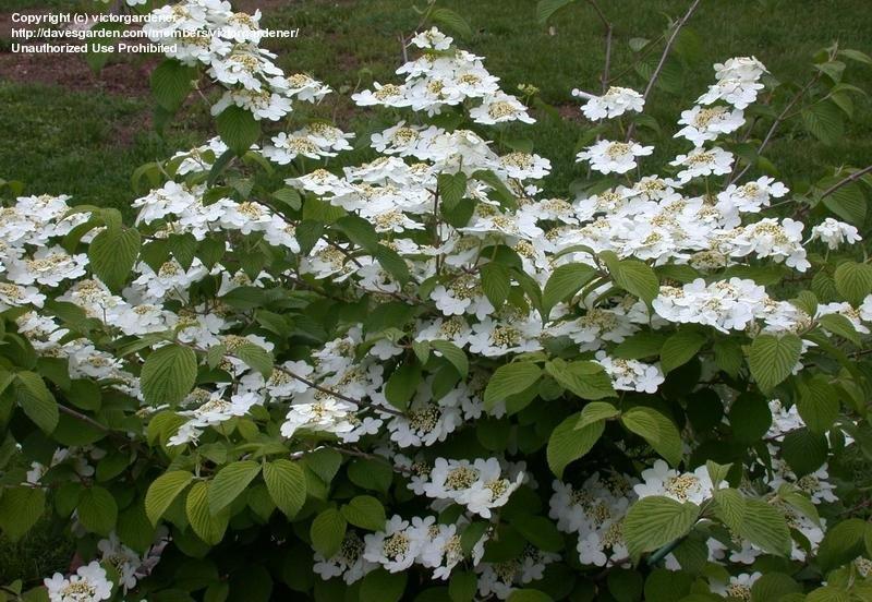 Viburnum Plicatum Var  Tomentosum Shasta - View 6 from www redcrocus com