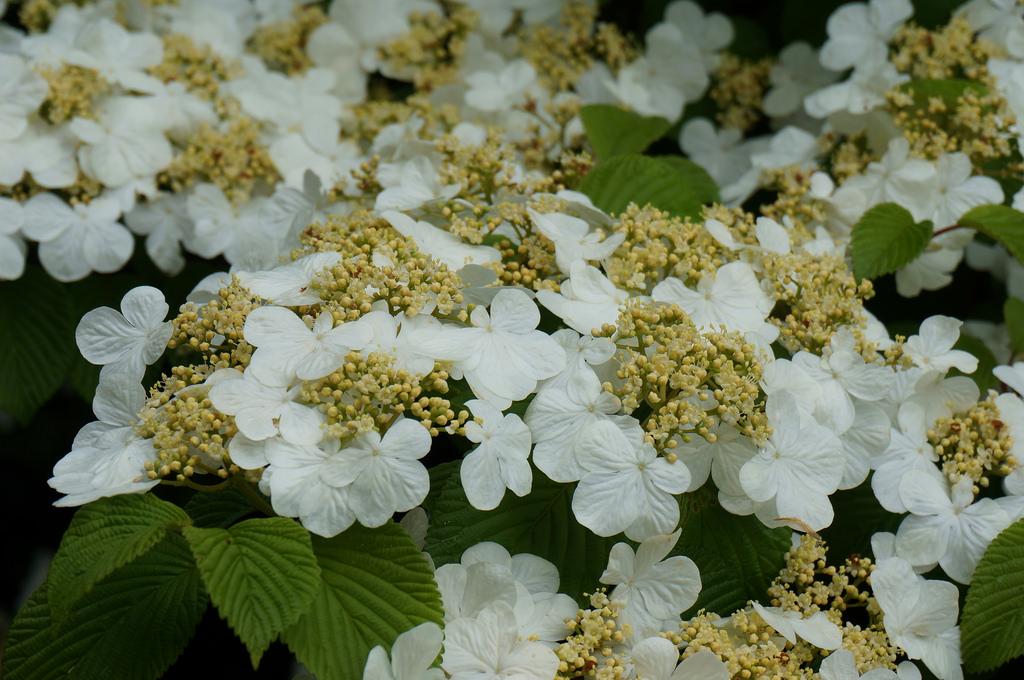 Viburnum Plicatum Var  Tomentosum Shasta - View 8 from www redcrocus com