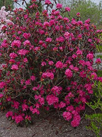 Rhododendron Landmark - View 12 from www redcrocus com