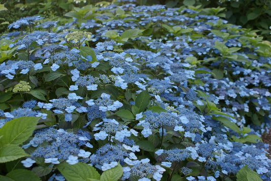 Hydrangea Serrata Blue Billow - View 1 from www redcrocus com