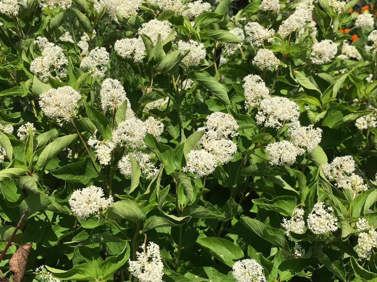 Ceanothus Americanus - View 11 from www redcrocus com