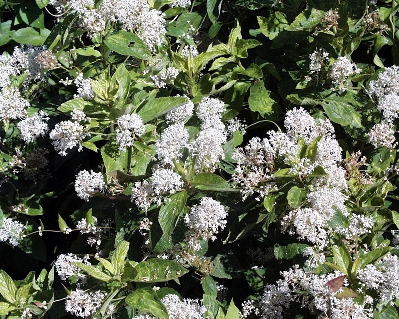 Ceanothus Americanus - View 16 from www redcrocus com