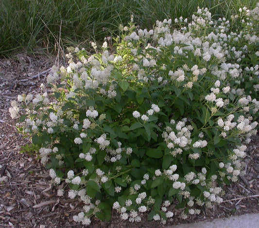 Ceanothus Americanus - View 1 from www redcrocus com