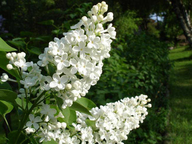 Syringa Vulgaris Alba - View 20 from www redcrocus com