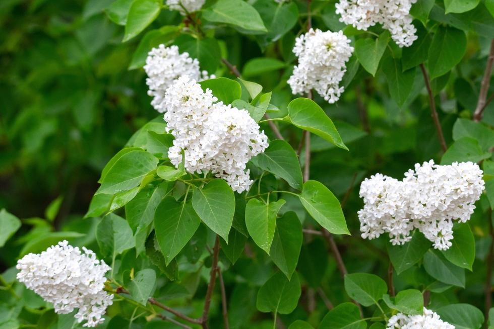 Syringa Vulgaris Alba - View 4 from www redcrocus com