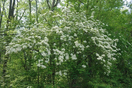Viburnum Prunifolium - View 10 from www redcrocus com