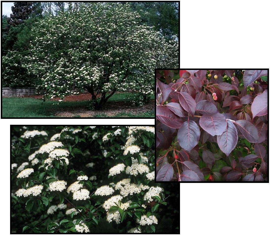 Viburnum Prunifolium - View 11 from www redcrocus com