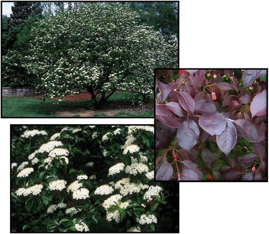 Viburnum Prunifolium - View 11 from www redcrocus com