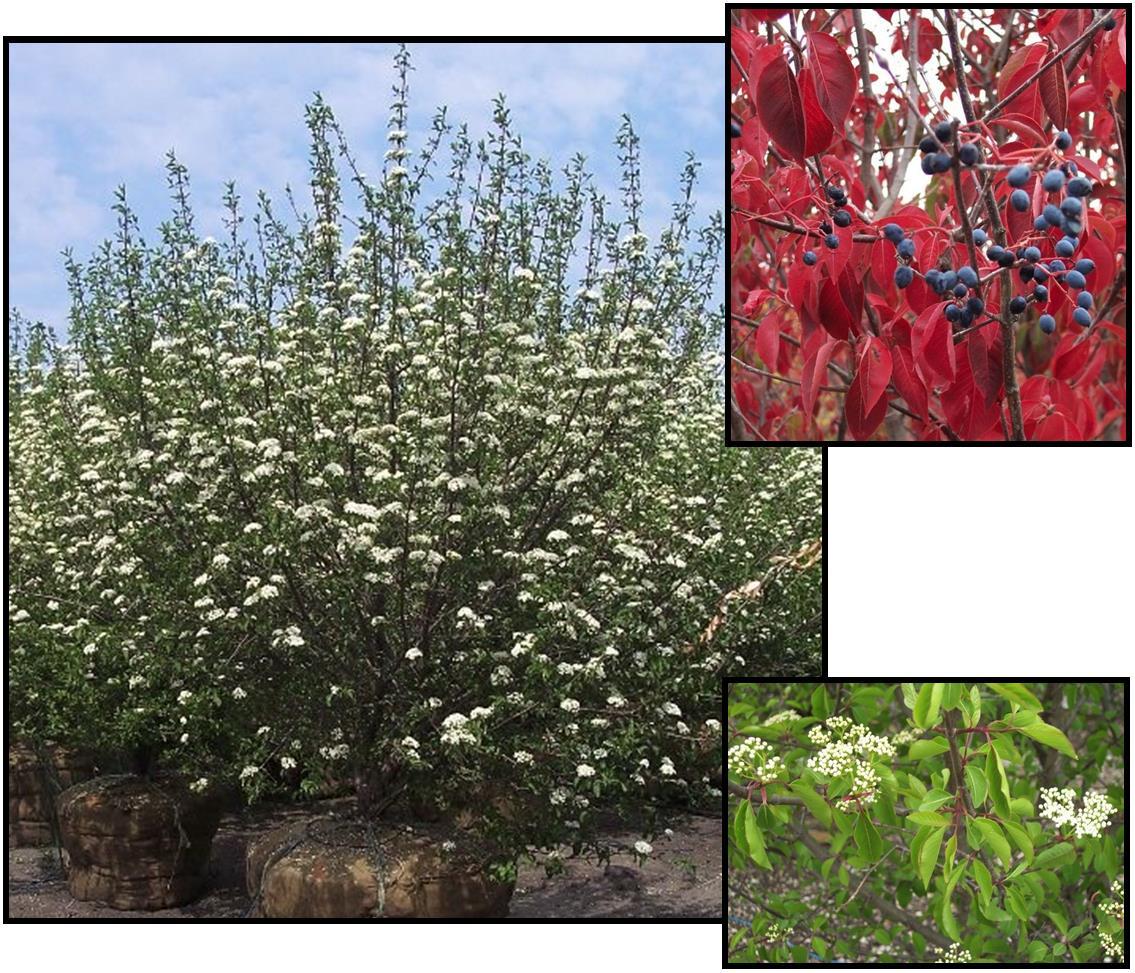 Viburnum Prunifolium - View 20 from www redcrocus com