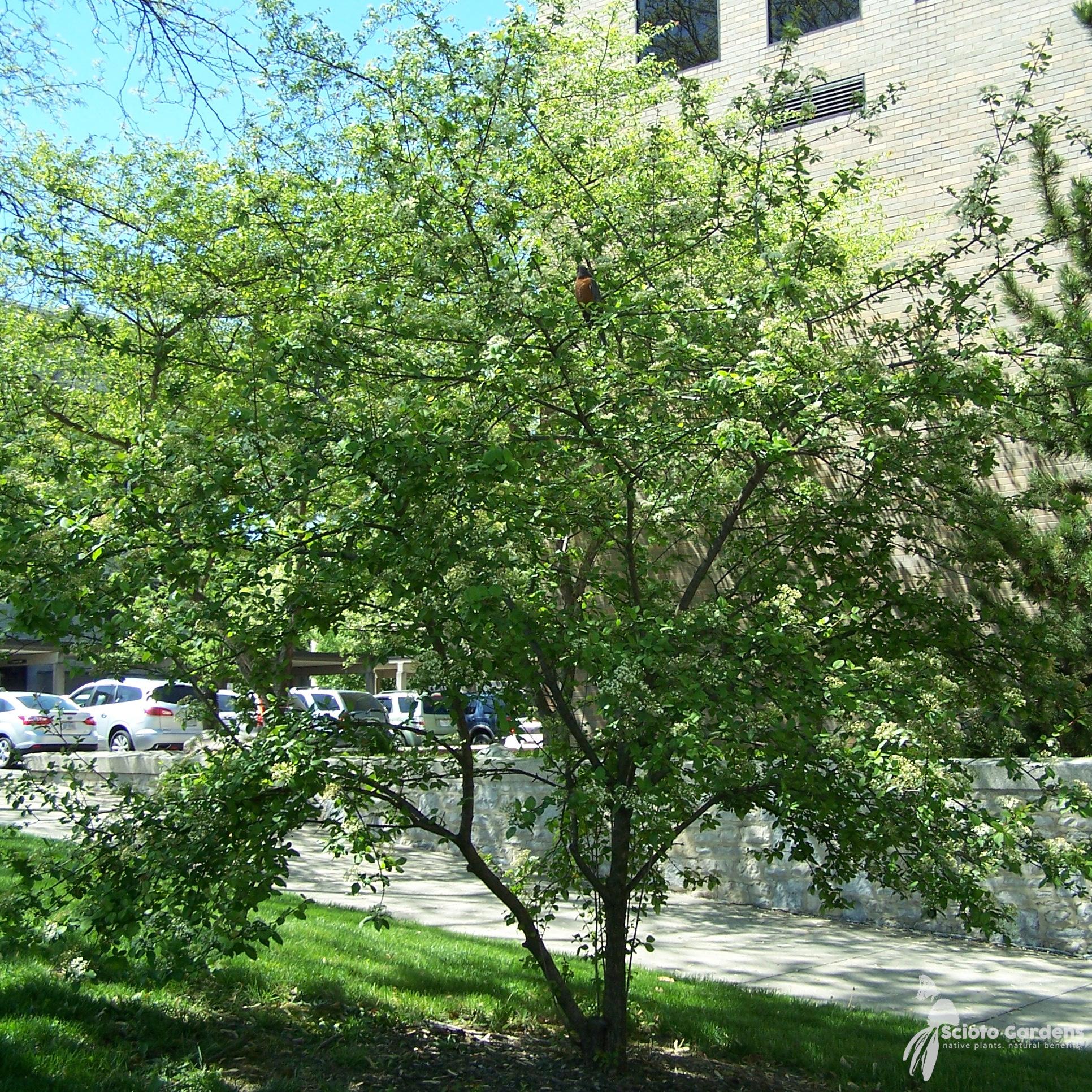 Viburnum Prunifolium - View 22 from www redcrocus com