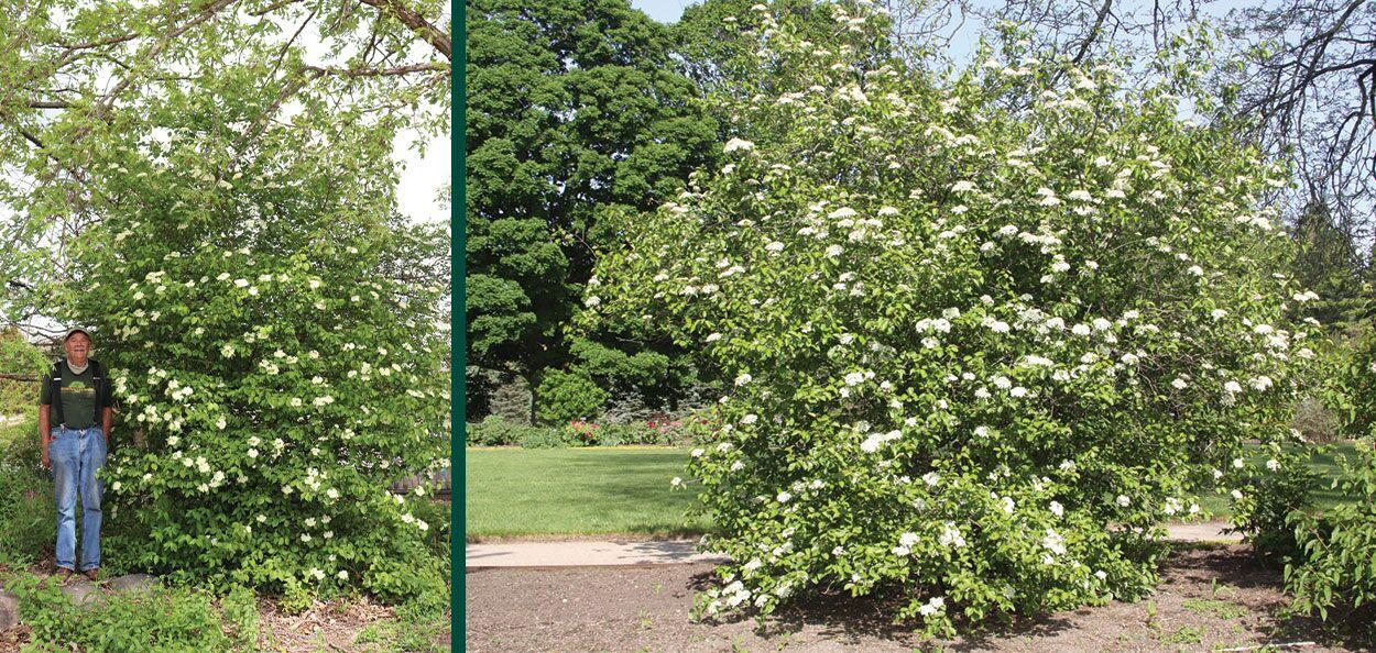 Viburnum Prunifolium - View 23 from www redcrocus com