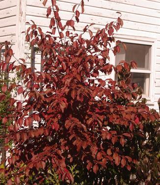 Viburnum Prunifolium - View 31 from www redcrocus com