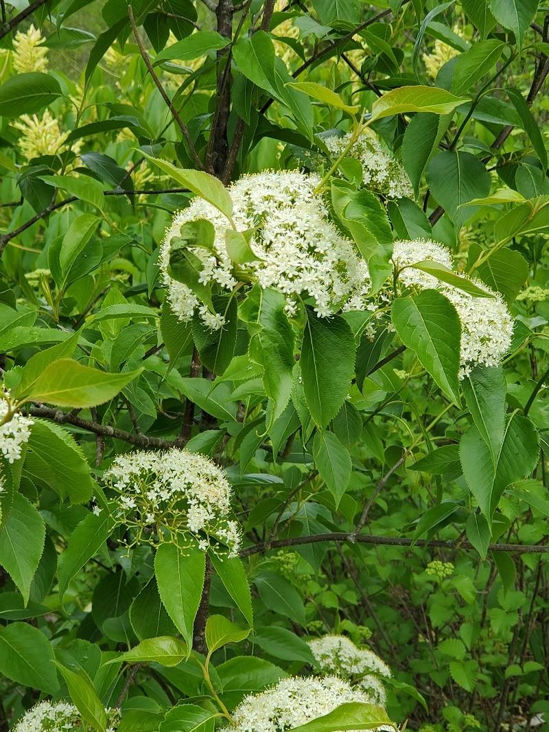 Viburnum Prunifolium - View 4 from www redcrocus com