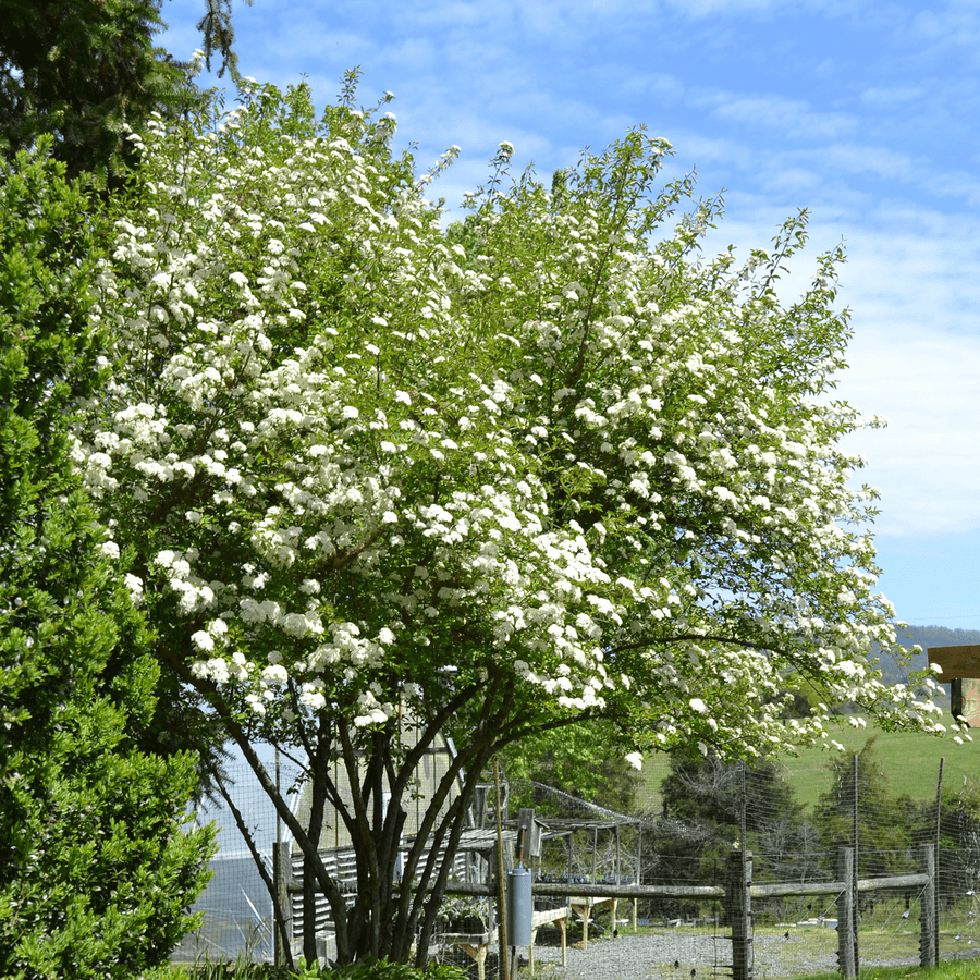 Viburnum Prunifolium - View 6 from www redcrocus com