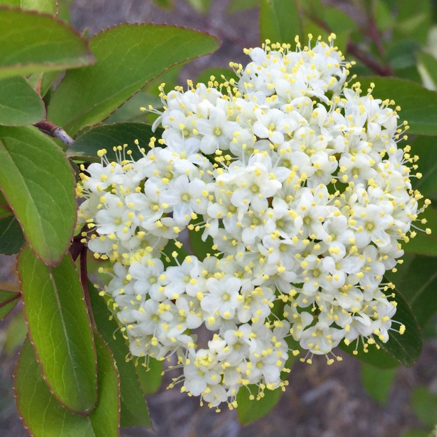 Viburnum Prunifolium - View 8 from www redcrocus com