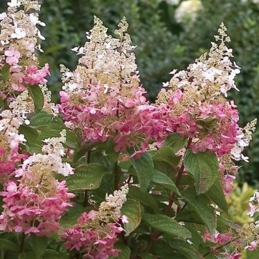 Hydrangea Paniculata 'pinky Winky' Tree Form - View 10 from www redcrocus com