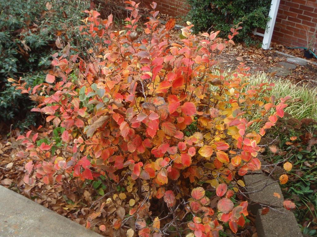 Fothergilla Major Mount Airy - View 11 from www redcrocus com