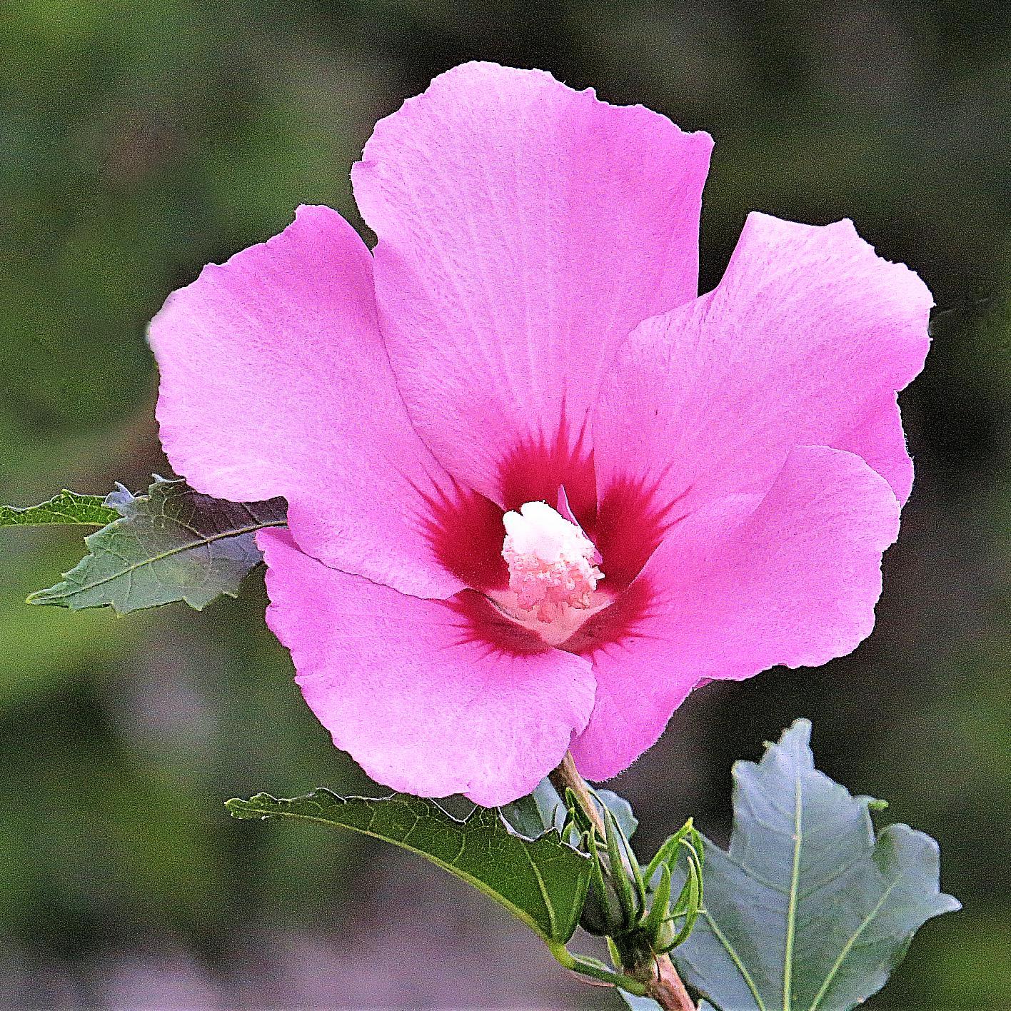 Hibiscus Syriacus Aphrodite - View 10 from www redcrocus com
