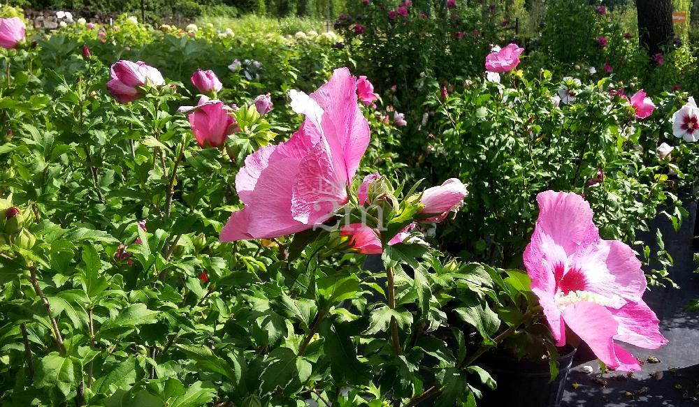 Hibiscus Syriacus Aphrodite - View 14 from www redcrocus com