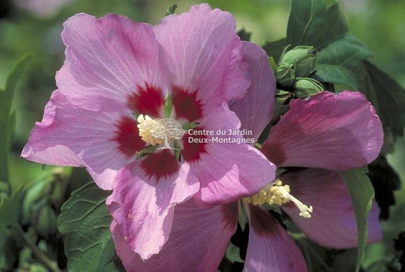 Hibiscus Syriacus Aphrodite - View 15 from www redcrocus com