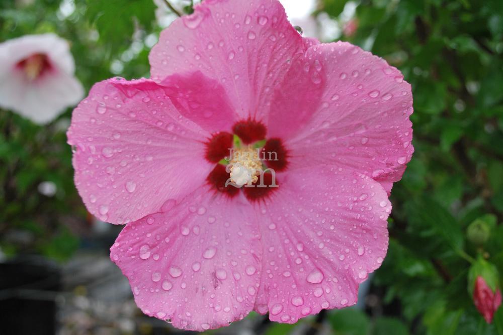 Hibiscus Syriacus Aphrodite - View 17 from www redcrocus com