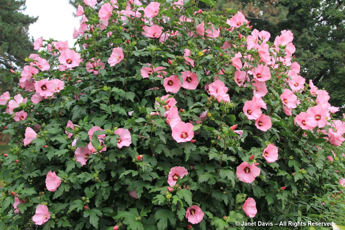 Hibiscus Syriacus Aphrodite - View 1 from www redcrocus com