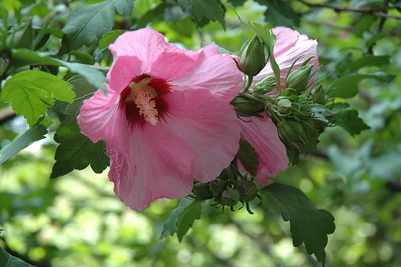 Hibiscus Syriacus Aphrodite - View 8 from www redcrocus com