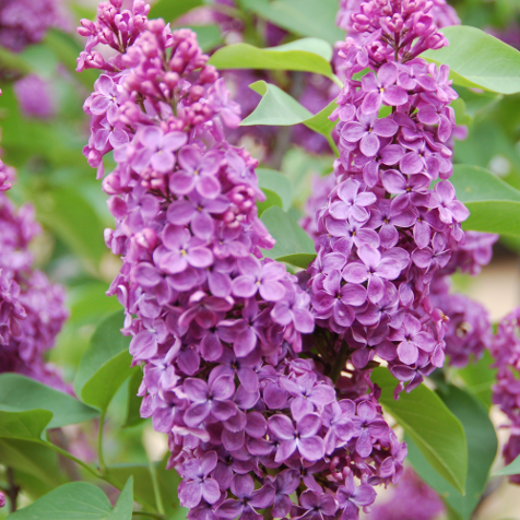 Syringa Vulgaris Ludwig Spaeth - View 13 from www redcrocus com
