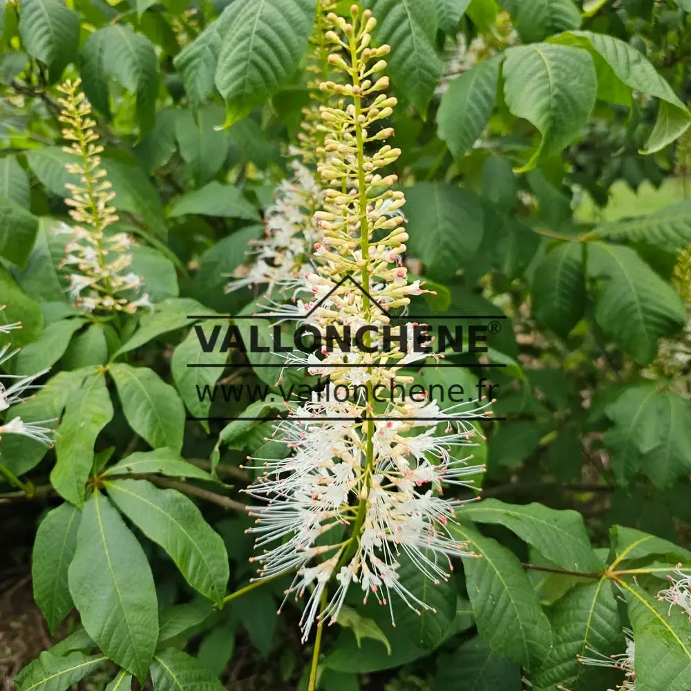 Aesculus Parviflora - View 21 from www redcrocus com