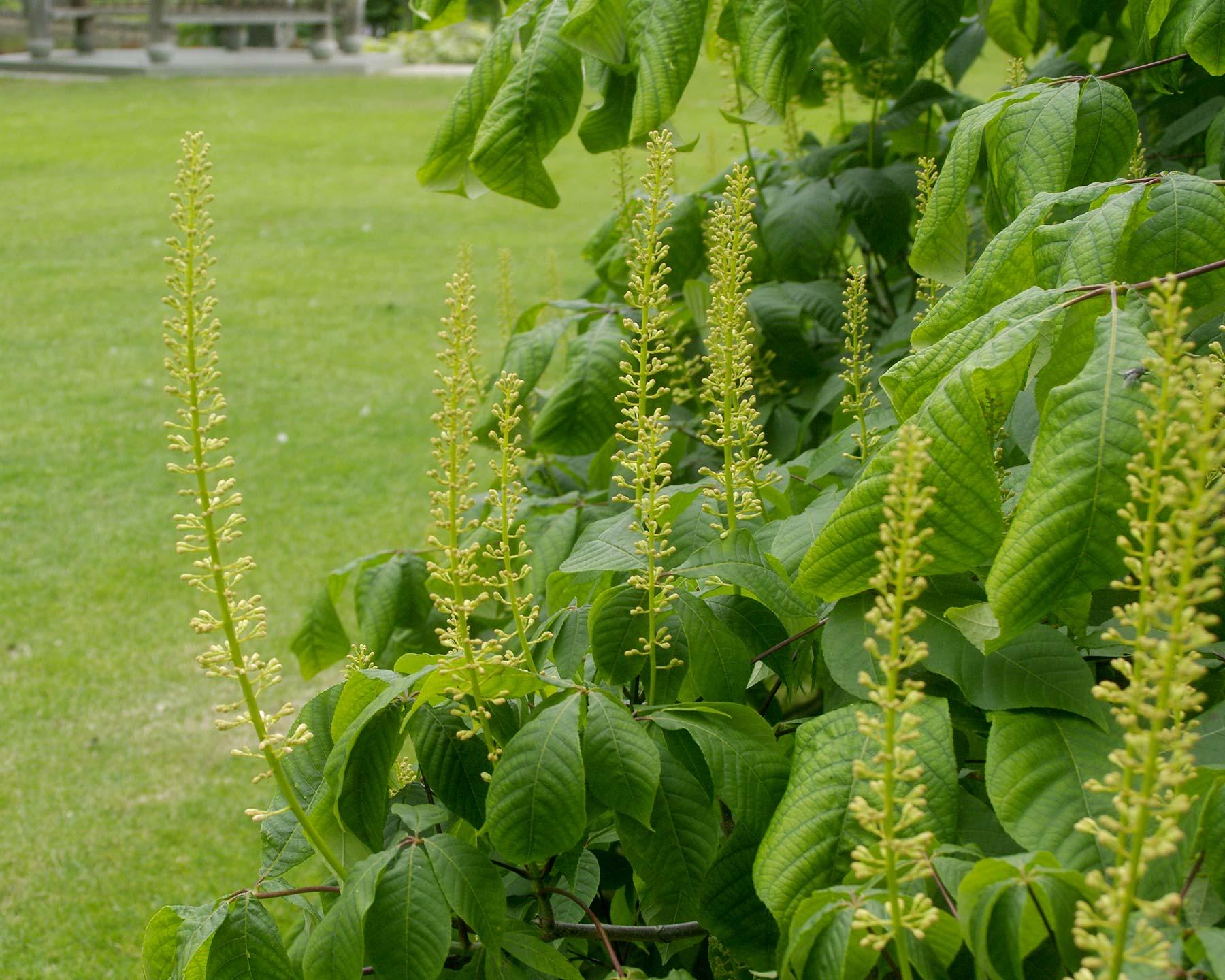 Aesculus Parviflora - View 8 from www redcrocus com