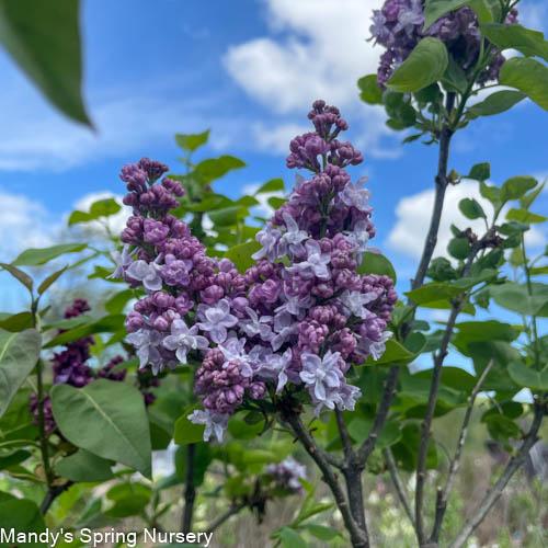 Syringa Vulgaris 'president Grevy' - View 10 from www redcrocus com
