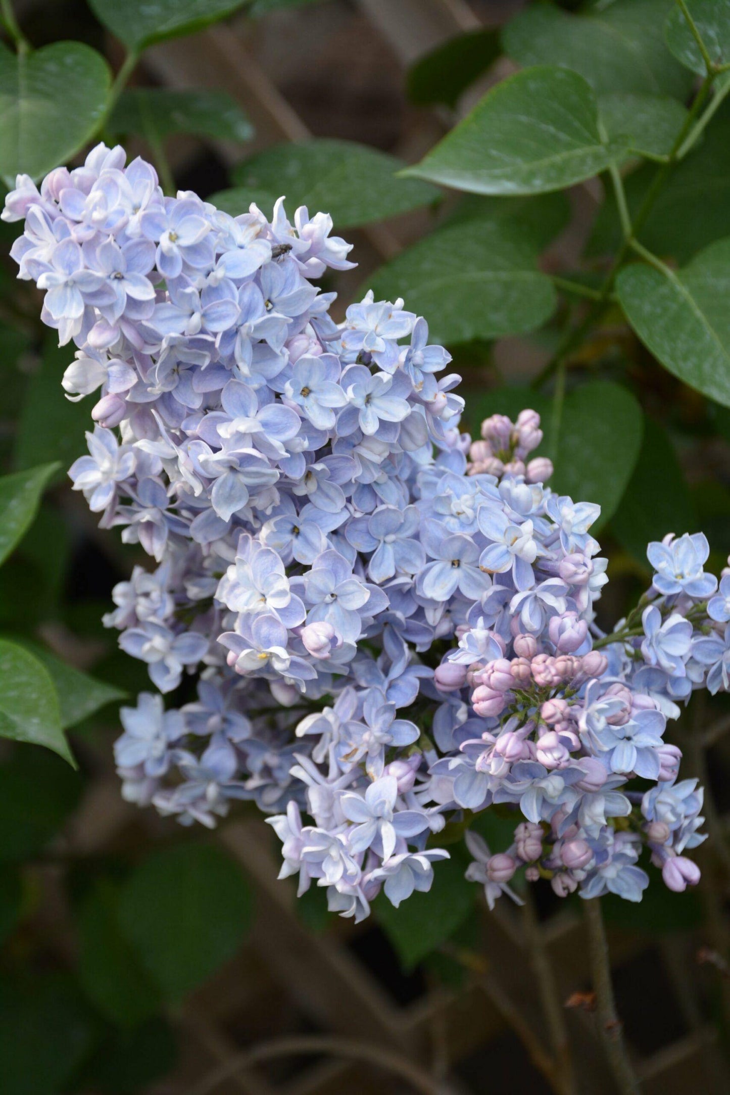 Syringa Vulgaris 'president Grevy' - View 11 from www redcrocus com