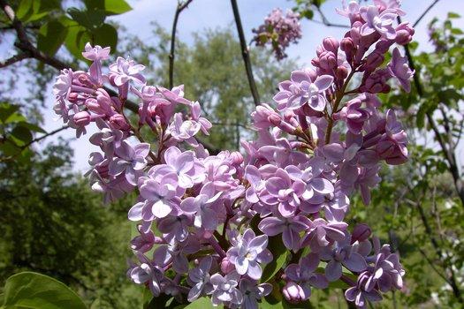 Syringa Vulgaris 'president Grevy' - View 18 from www redcrocus com