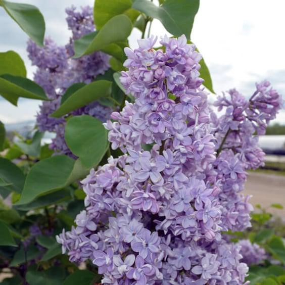 Syringa Vulgaris 'president Grevy' - View 19 from www redcrocus com