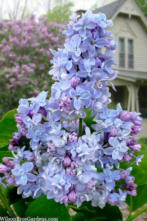 Syringa Vulgaris 'president Grevy' - View 1 from www redcrocus com