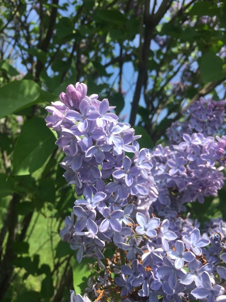 Syringa Vulgaris 'president Grevy' - View 20 from www redcrocus com