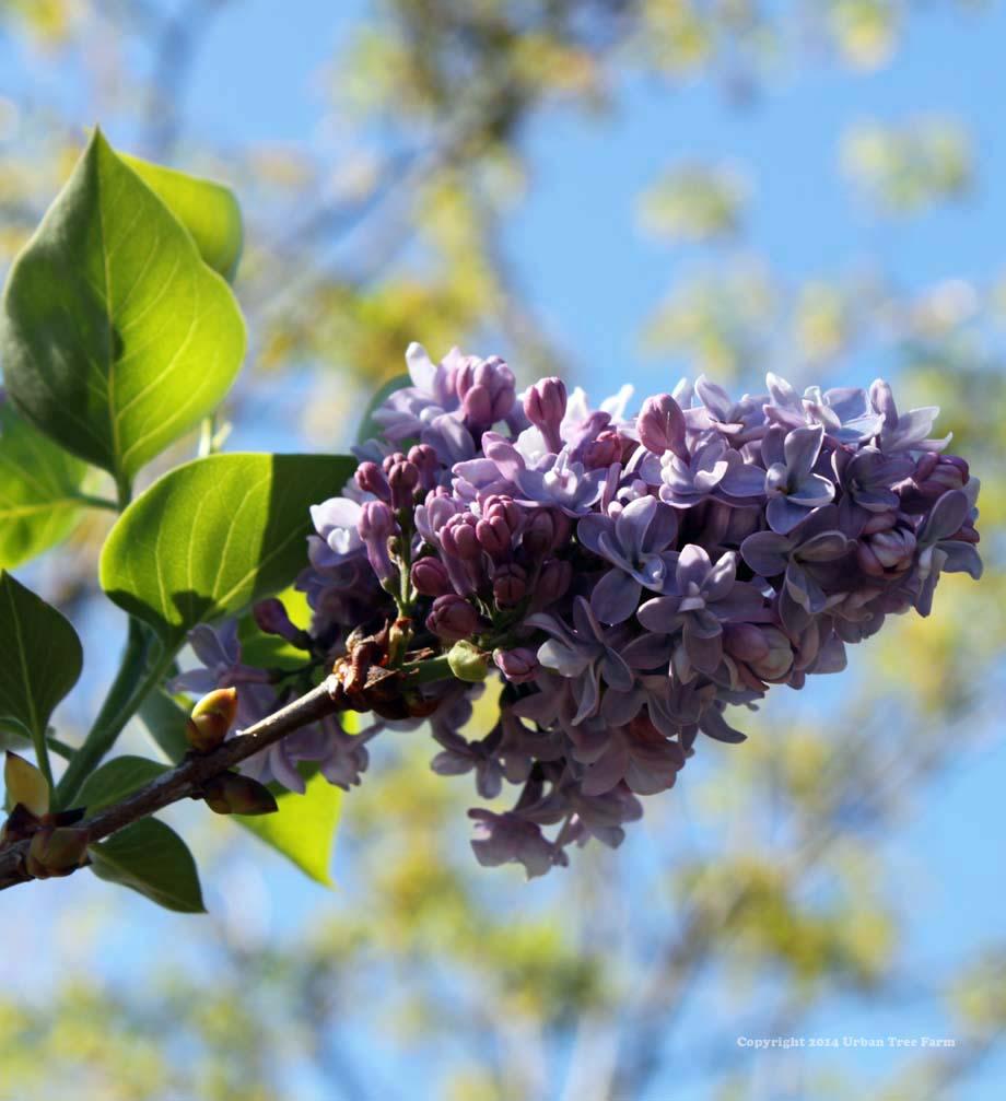 Syringa Vulgaris 'president Grevy' - View 21 from www redcrocus com