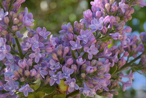 Syringa Vulgaris 'president Grevy' - View 23 from www redcrocus com
