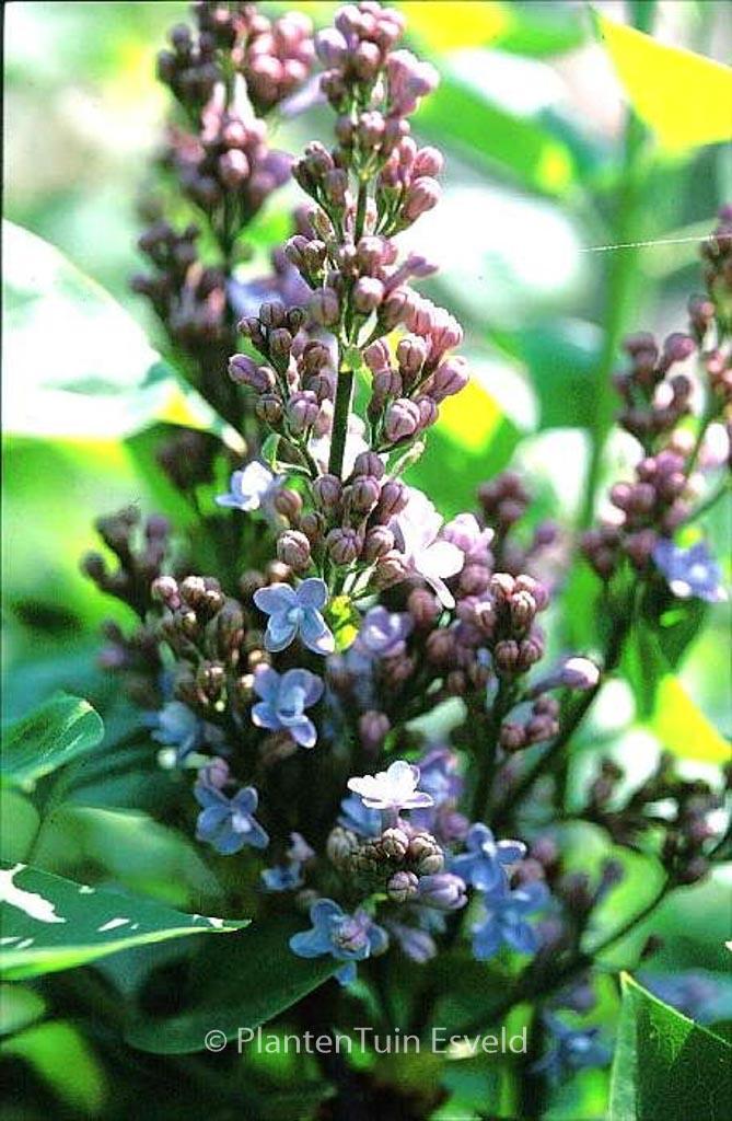 Syringa Vulgaris 'president Grevy' - View 26 from www redcrocus com