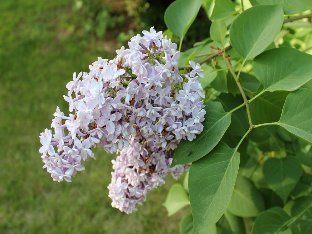 Syringa Vulgaris 'president Grevy' - View 27 from www redcrocus com