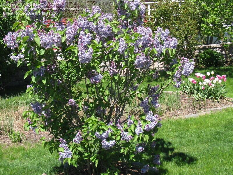 Syringa Vulgaris 'president Grevy' - View 28 from www redcrocus com