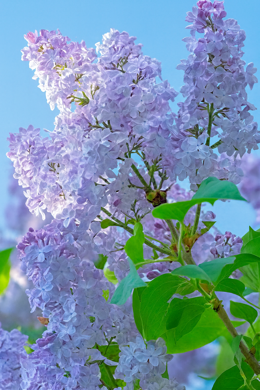 Syringa Vulgaris 'president Grevy' - View 29 from www redcrocus com