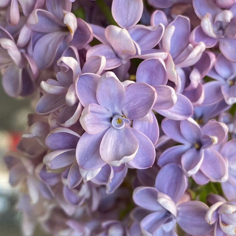 Syringa Vulgaris 'president Grevy' - View 31 from www redcrocus com
