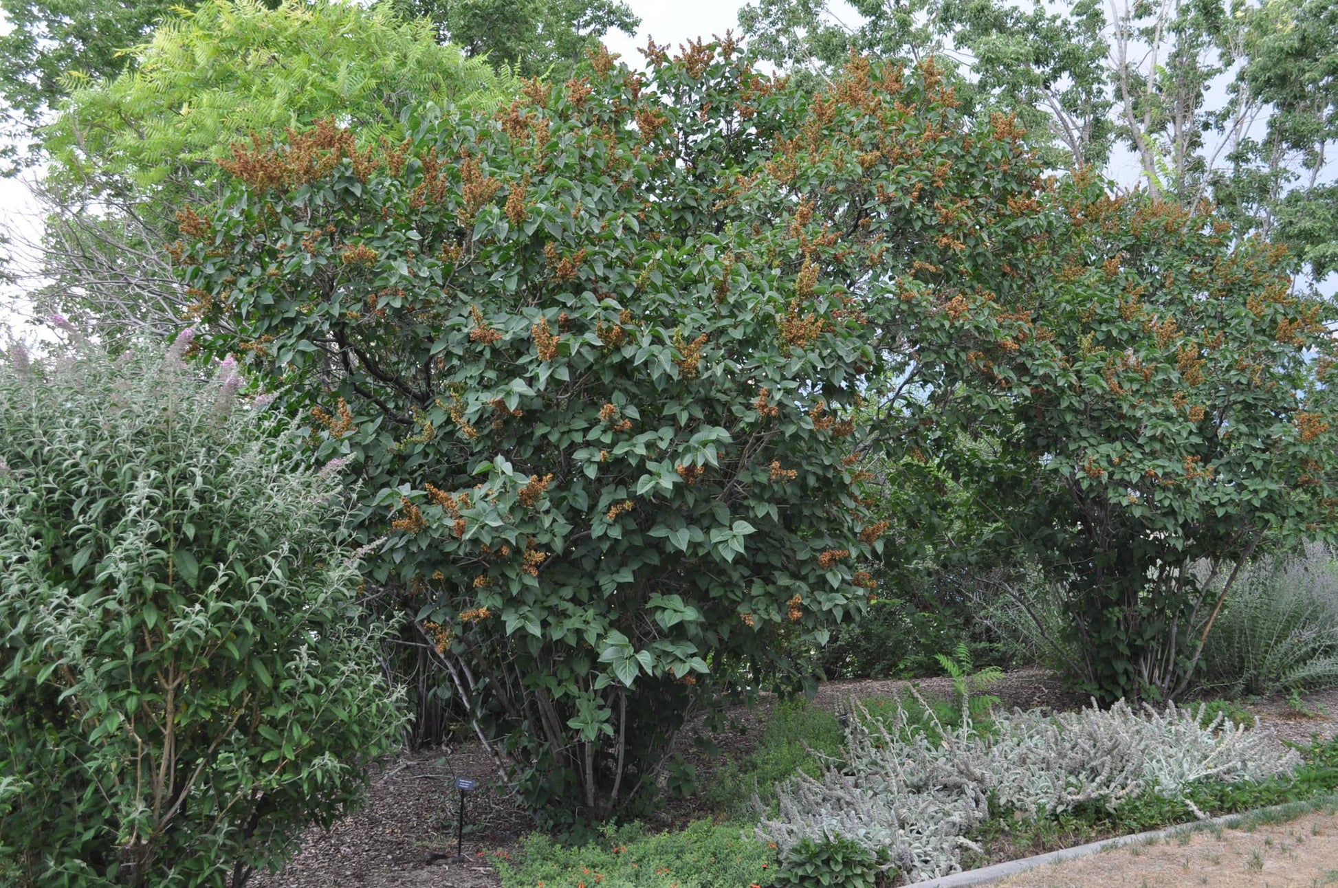 Syringa Vulgaris 'president Grevy' - View 33 from www redcrocus com